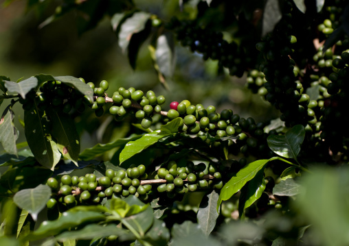 Coffee cherries in bebeka coffee plantation, Ethiopia
