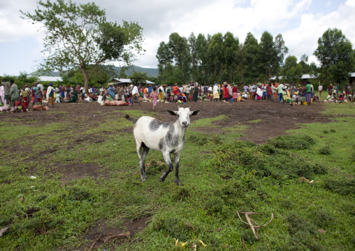 Goat at tum market, Omo valley, Ethiopia