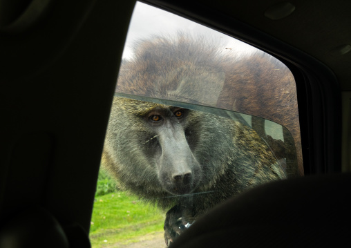 Baboon looking inside a car, Oromia, Bale Mountains National Park, Ethiopia