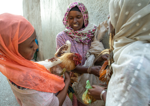 Ethiopian women trading chickens in the street, Harari region, Harar, Ethiopia