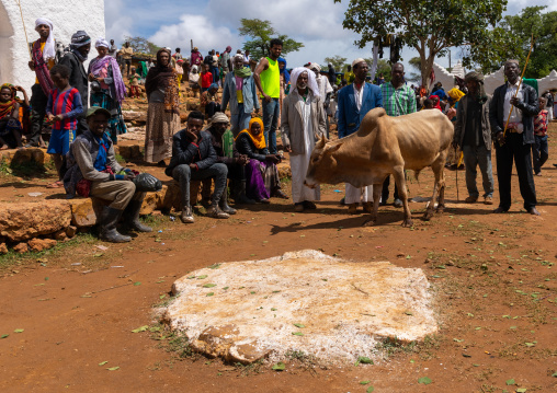 Cow sacrifice during the celebration of Sheikh Hussein , Oromia, Sheik Hussein, Ethiopia