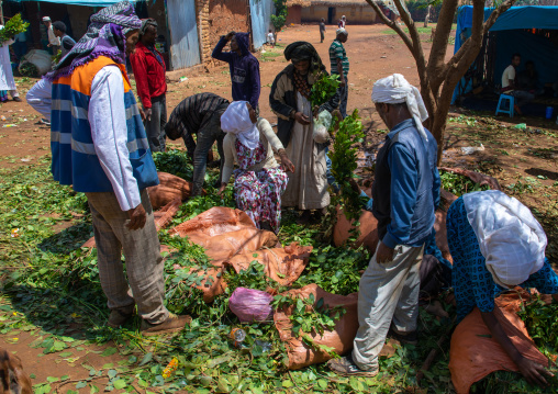 Oromo pilgrims buying khat in the market, Oromia, Sheik Hussein, Ethiopia