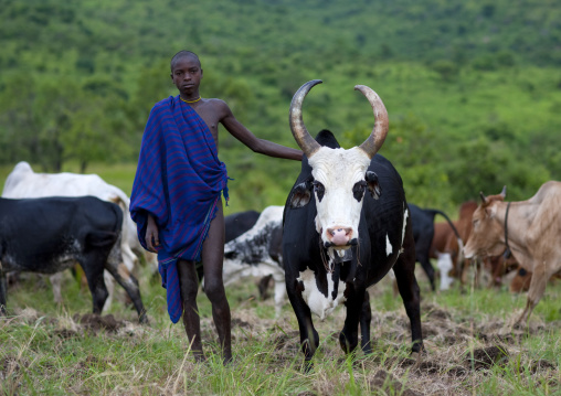 Suri Herdsman With One Of His Cows, Turgit Village, Omo Valley, Ethiopia