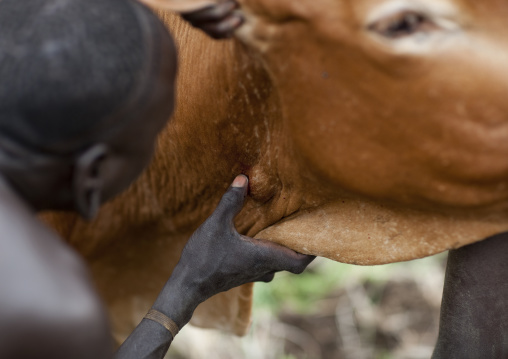 Suri Man Pressing On The Cow S Wound To Stop The Bleeding, Turgit Village, Omo Valley, Ethiopia