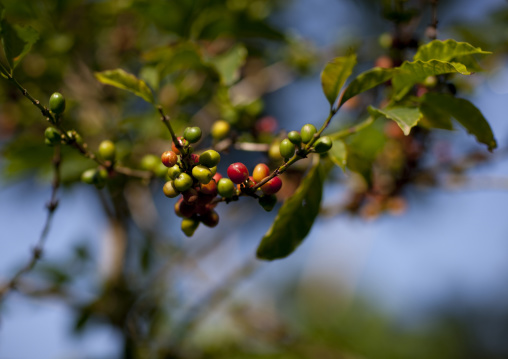 Coffee cherries, Bebeka coffee plantation, Ethiopia