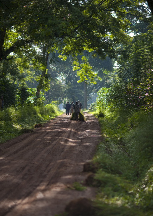 Men walking on a path, Bebeka coffee plantation, Ethiopia