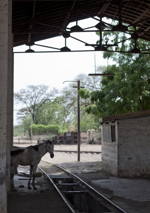 Horses in the disused train station of awash, Ethiopia