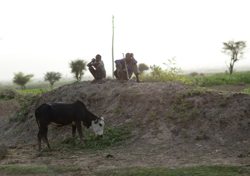 Karrayyu herders keeping an eye on their cow, Ethiopia
