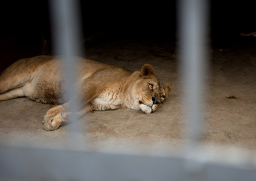 Lion in addis ababa zoo, Ethiopia