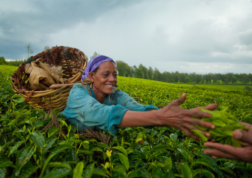 Woman picking up tea in wushi wushi plantation, Ethiopia