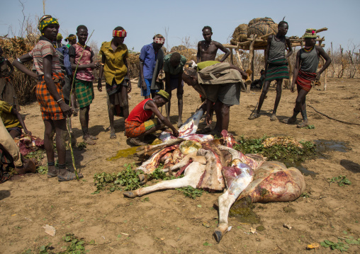Tribe people cooking a cow during the proud ox ceremony in Dassanech tribe, Turkana County, Omorate, Ethiopia