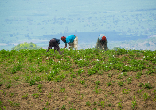 Ethiopian people working in a field, Gamo Gofa Zone, Ganta, Ethiopia