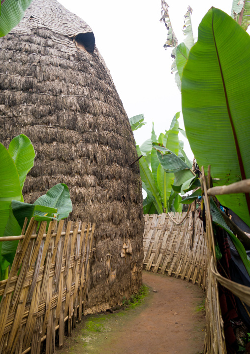Traditional Dorze house made of bamboo and enset leaves, Gamo Gofa Zone, Gamole, Ethiopia