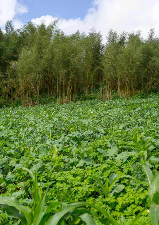 Bamboos and vegetables in a farm, Gamo Gofa Zone, Ganta, Ethiopia