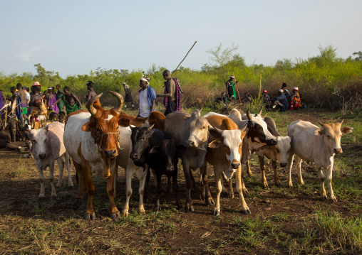 Cows ready to be sacrified during the Bodi tribe fat men Kael ceremony, Omo valley, Hana Mursi, Ethiopia