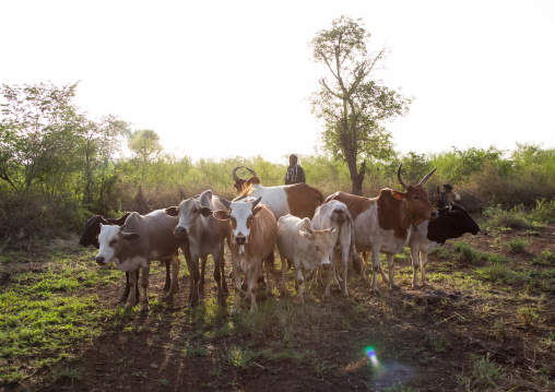 Cows ready to be sacrified during the Bodi tribe fat men Kael ceremony, Omo valley, Hana Mursi, Ethiopia