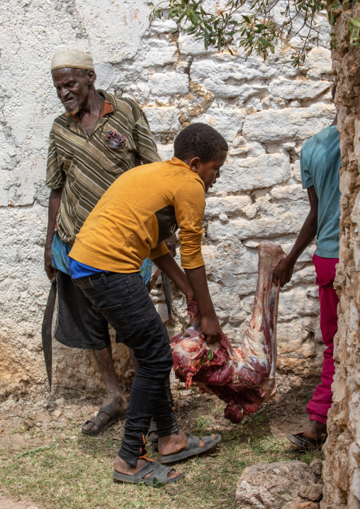 Harari men cutting the meat of a dead camel for a muslim celebration, Harari Region, Harar, Ethiopia