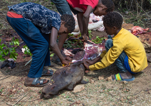 Harari children cutting the meat of a dead camel for a muslim celebration, Harari Region, Harar, Ethiopia