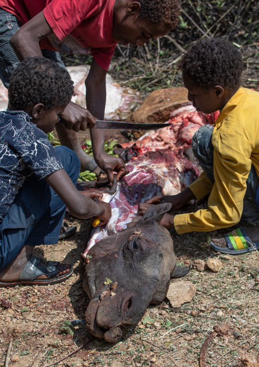 Harari children cutting the meat of a dead camel for a muslim celebration, Harari Region, Harar, Ethiopia