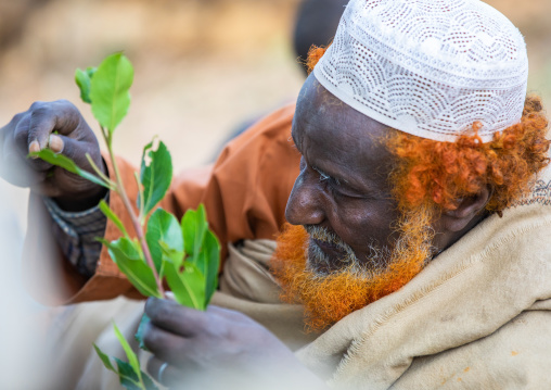Harari man with a red beard chewing khat during a sufi celebration, Harari Region, Harar, Ethiopia