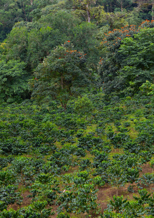 Coffee plantation, Bench Maji, Mizan Teferi, Ethiopia