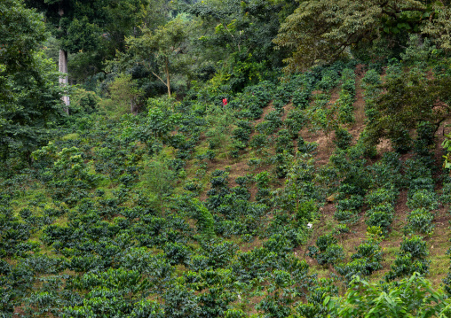 Coffee plantation, Bench Maji, Mizan Teferi, Ethiopia