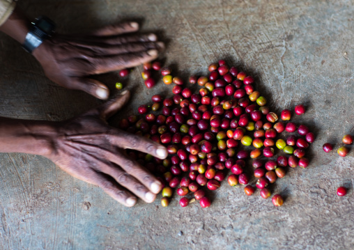 Man collecting fresh red coffee beans, Oromia, Shishinda, Ethiopia