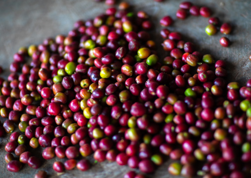 Fresh red coffee beans, Oromia, Shishinda, Ethiopia