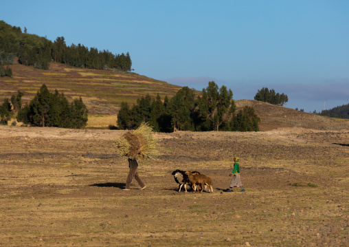 Ethiopian man coming back to home with is sheeps, Amhara region, Weldiya, Ethiopia