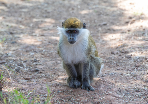 Monkey, Amhara Region, Lalibela, Ethiopia