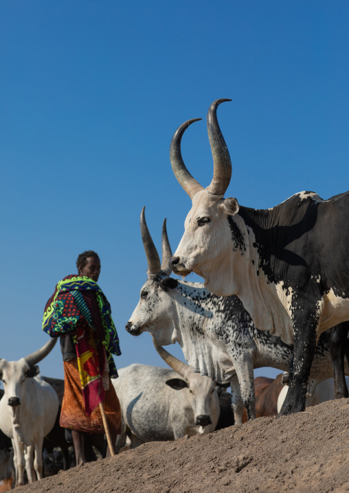 Afar tribe man with his cows, Afar region, Semera, Ethiopia