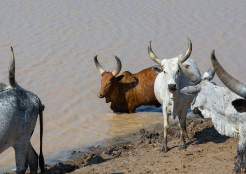 Cows drinking water in a lake, Afar region, Semera, Ethiopia