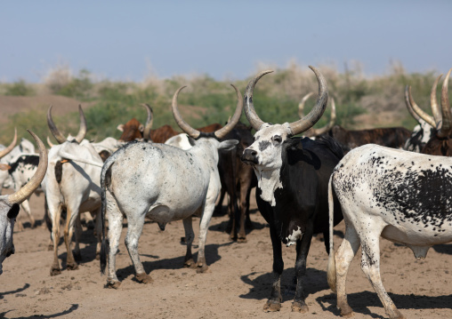 Cows in an arid area, Afar region, Semera, Ethiopia