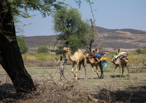 Afar people leading a camel caravan, Afar region, Semera, Ethiopia