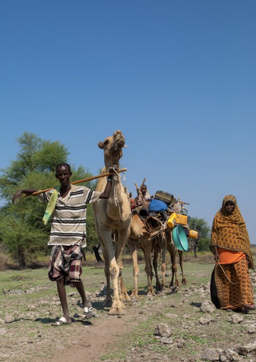 Afar man leading a camel caravan, Afar region, Semera, Ethiopia