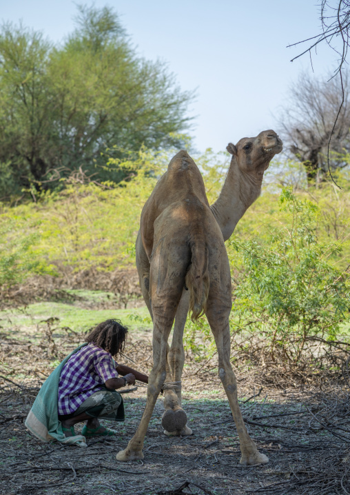 Afar tribe man tiying the legs of his camel, Afar region, Semera, Ethiopia