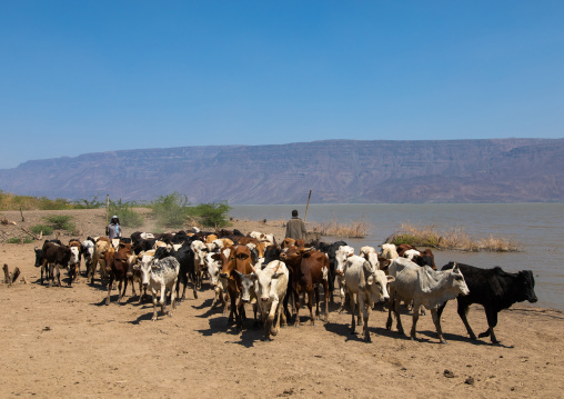 Cattle going to drink in afambo lake, Afar Region, Afambo, Ethiopia