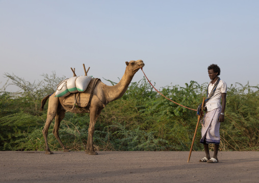 Portrait of an afar tribe man with his camel, Afar Region, Afambo, Ethiopia