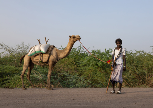 Portrait of an afar tribe man with his camel, Afar Region, Afambo, Ethiopia