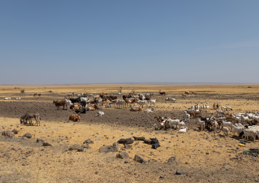 Cattle of somali people  in a dry field, Afar Region, Gewane, Ethiopia