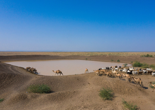Aerial view of cows and camels drinking water in a lake, Afar region, Semera, Ethiopia