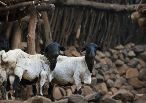 Goats, Konso Tribe, Omo Valley, Ethiopia