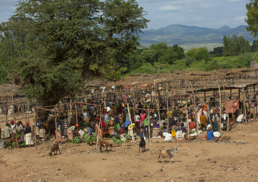 Darashe tribe market, Omo valley, Omo valley, Ethiopia