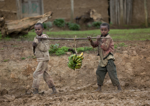 Young Intrigated Boys Carrying A Bunch Of Bananas On A Stick In The Mud, Hossana, Omo Valley, Ethiopia