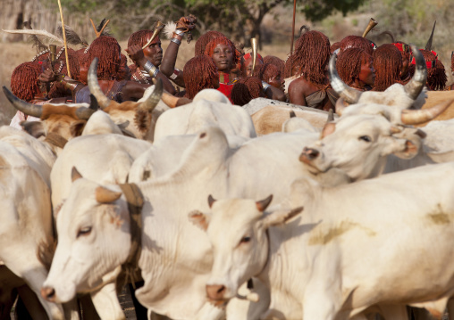 Hamar Tribe Women And Cattle During Bull Jumping Ceremony, Turmi, Omo Valley, Ethiopia