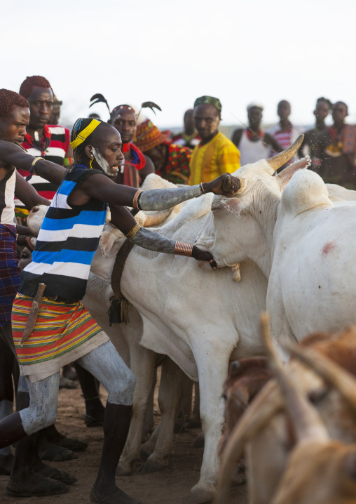 Hamer Tribe Men Lining Up The Cows For Bull Jumping Ceremony, Turmi, Omo Valley, Ethiopia