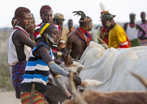 Hamer Tribe Men Lining Up The Cows For Bull Jumping Ceremony, Turmi, Omo Valley, Ethiopia