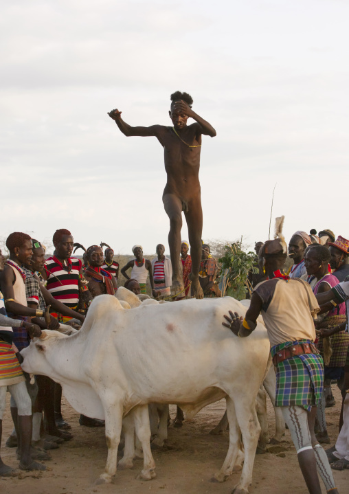 Bull Jumping Ceremony In Hamar Tribe, Turmi, Omo Valley, Ethiopia