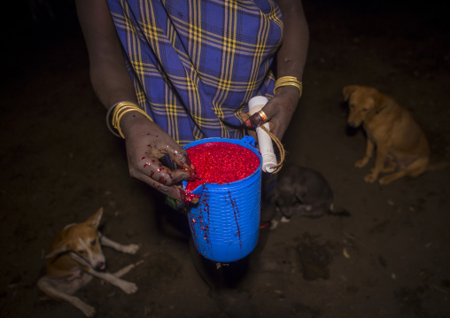 Bodi Tribe Woman Preparing Blood Drink For The Fat Men, Hana Mursi, Omo Valley, Ethiopia