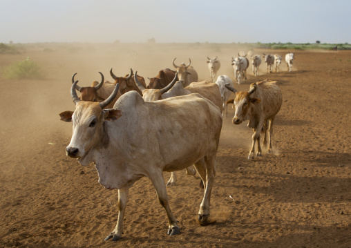 Cows Coming Back At Sunset, Omorate, Omo Valley, Ethiopia